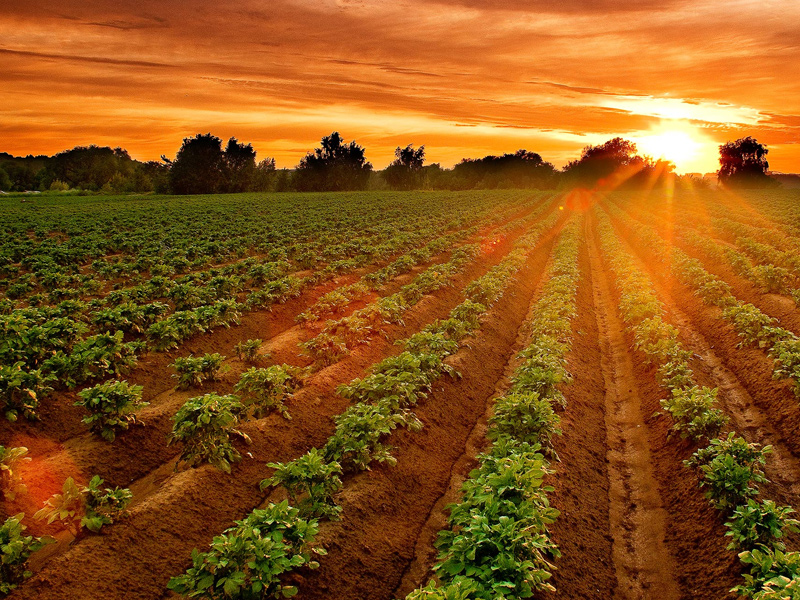 مزارع سیب زمینی،پیاز،سیر ومحصولات مشابه