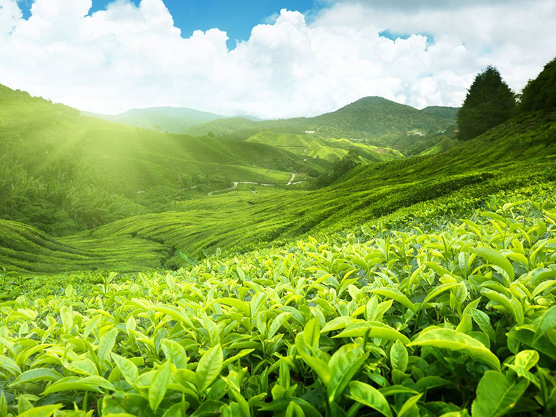 مزارع چای