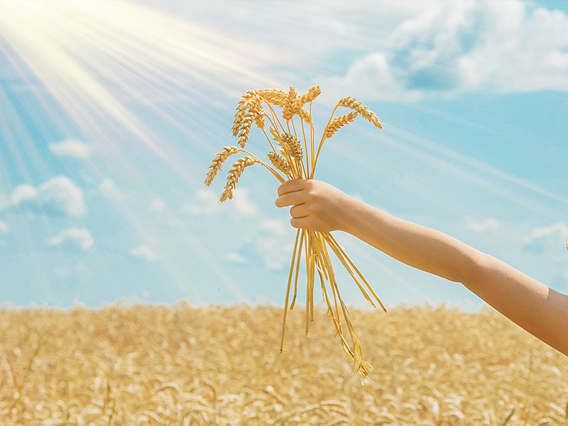 گروه غلات (مزارع گندم، جو، چاودار،ذرت و ...)