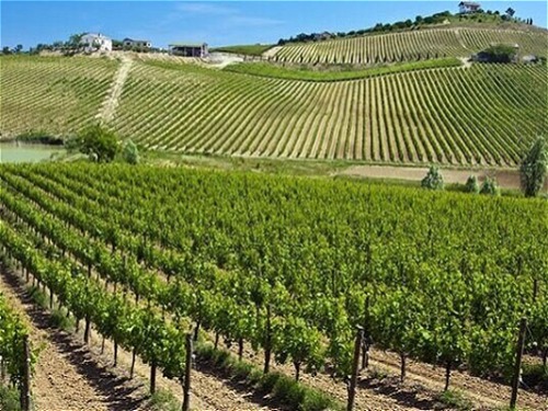 انگور،کیوی،زیتون_گرانول