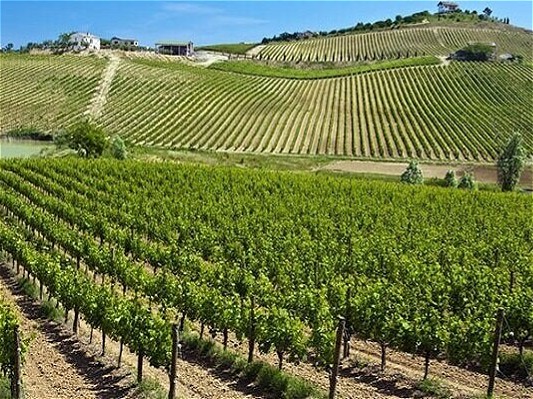 انگور،کیوی،زیتون_گرانول