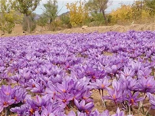 زعفران_گرانول