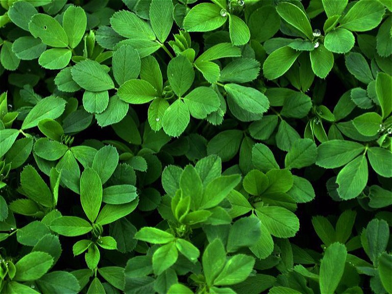 چمن،یونجه،یولاف_گرانول